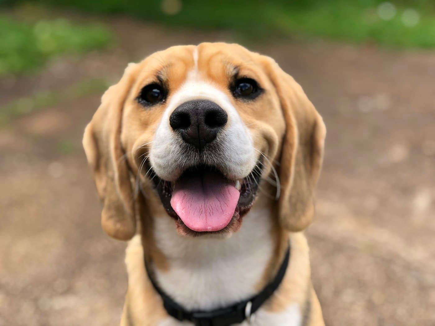 A smiling beagle looking up at the camera