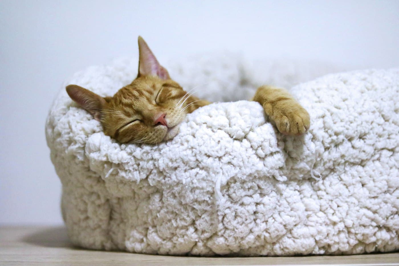 A ginger cat asleep in a soft white pet bed