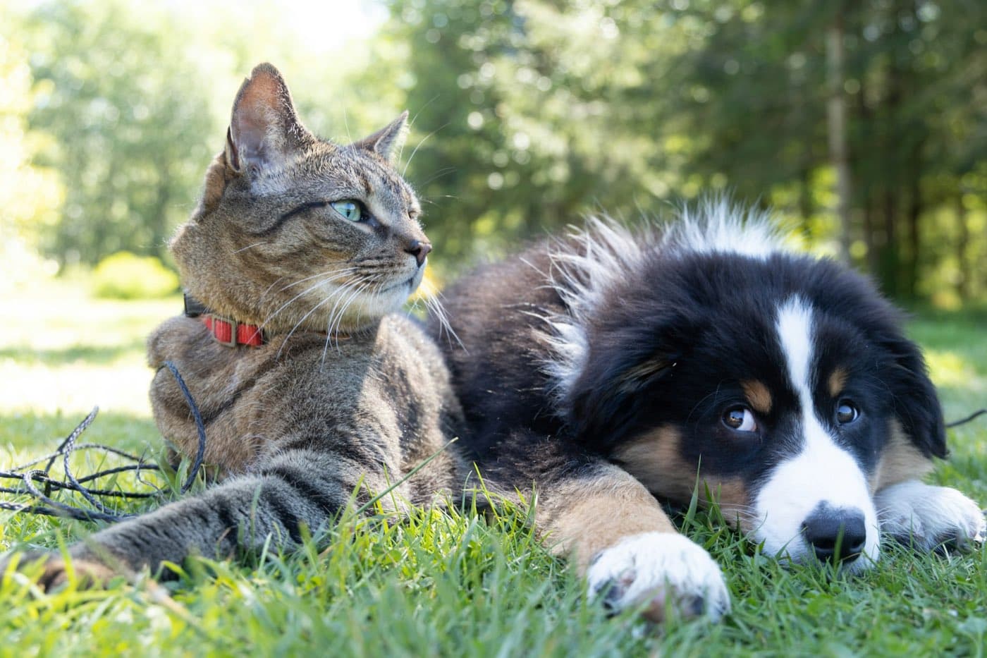 A tabby cat and a black and white puppy lying side by side in the grass