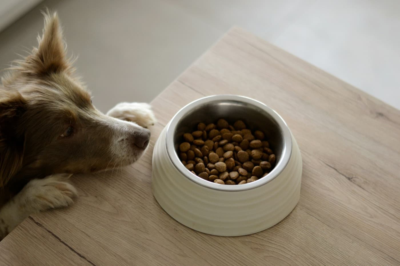 A collie sniffing a bowl of dry food