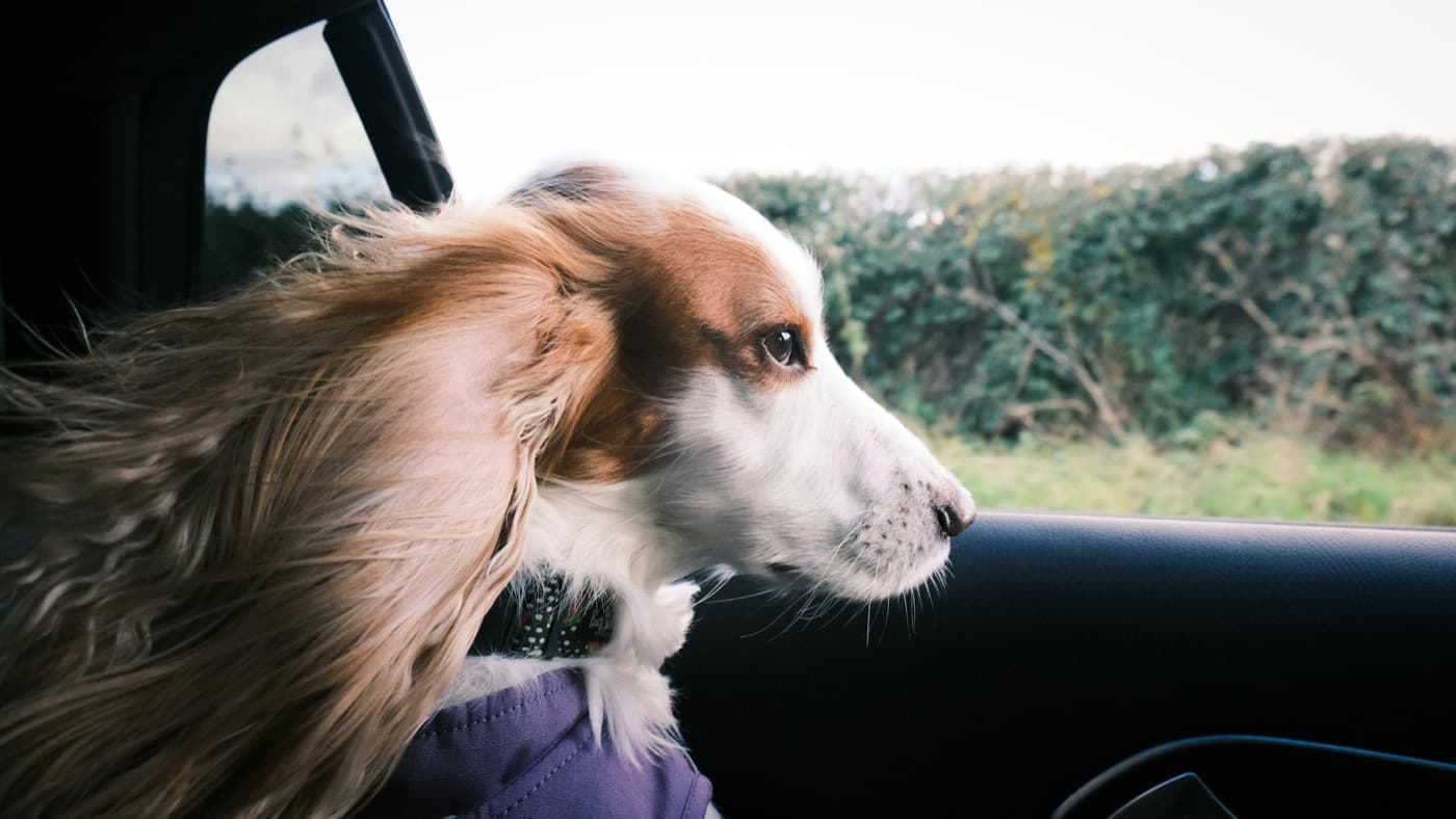 A spaniel looking out of a car window on the way home