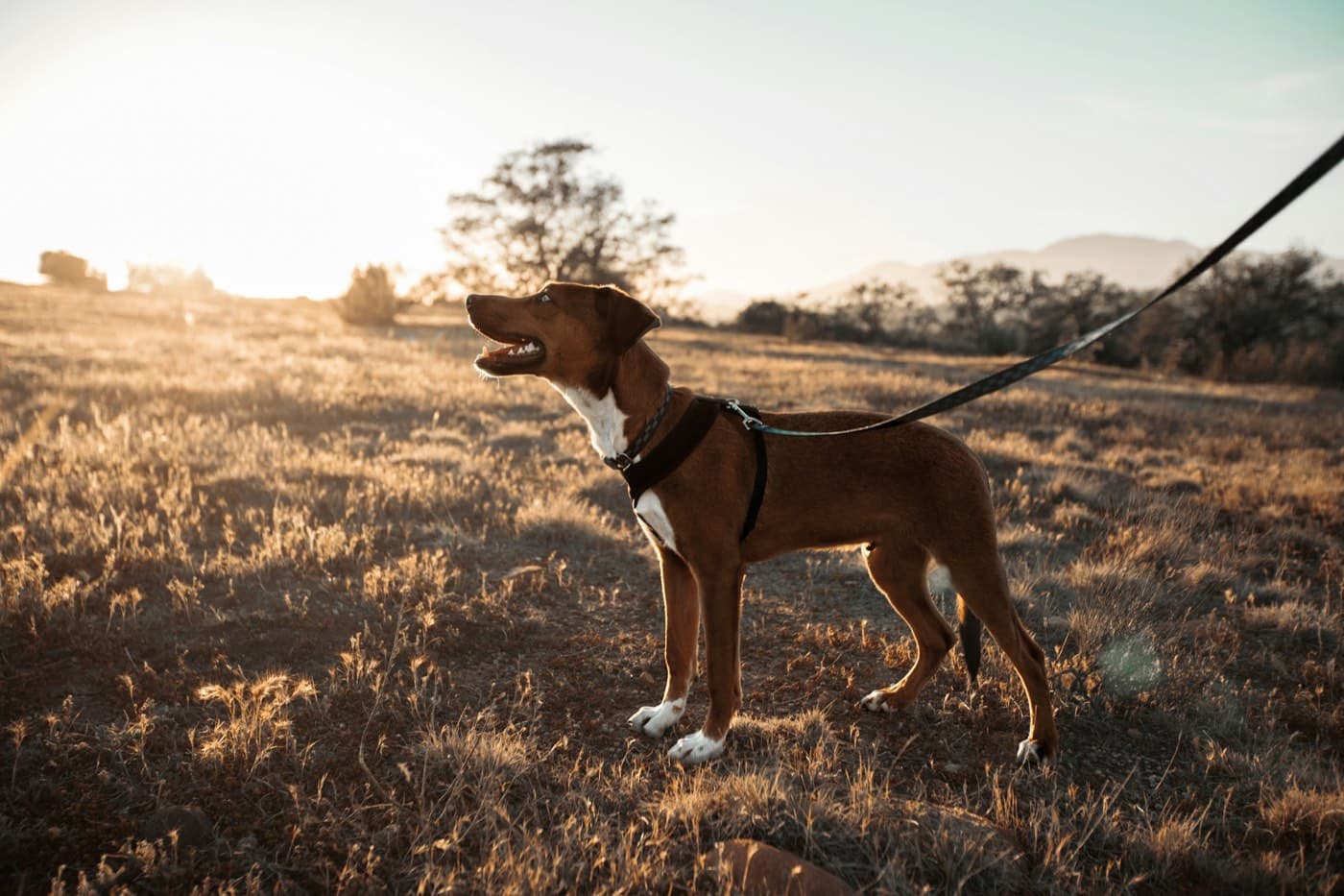 A brown and white dog on a lead in a sunlit field