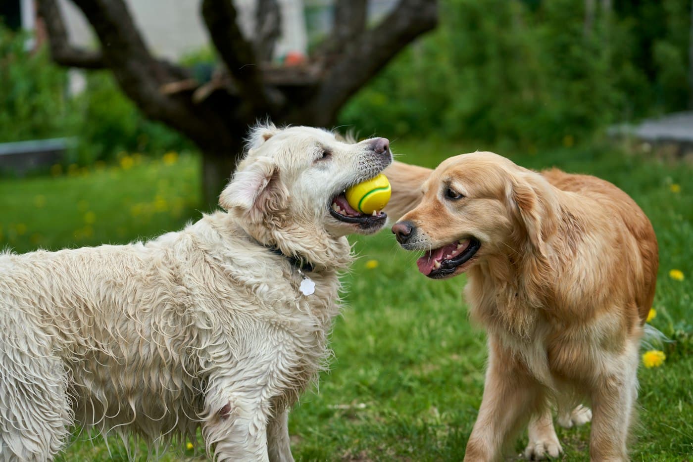 Two golden dogs sharing a tennis ball on the grass