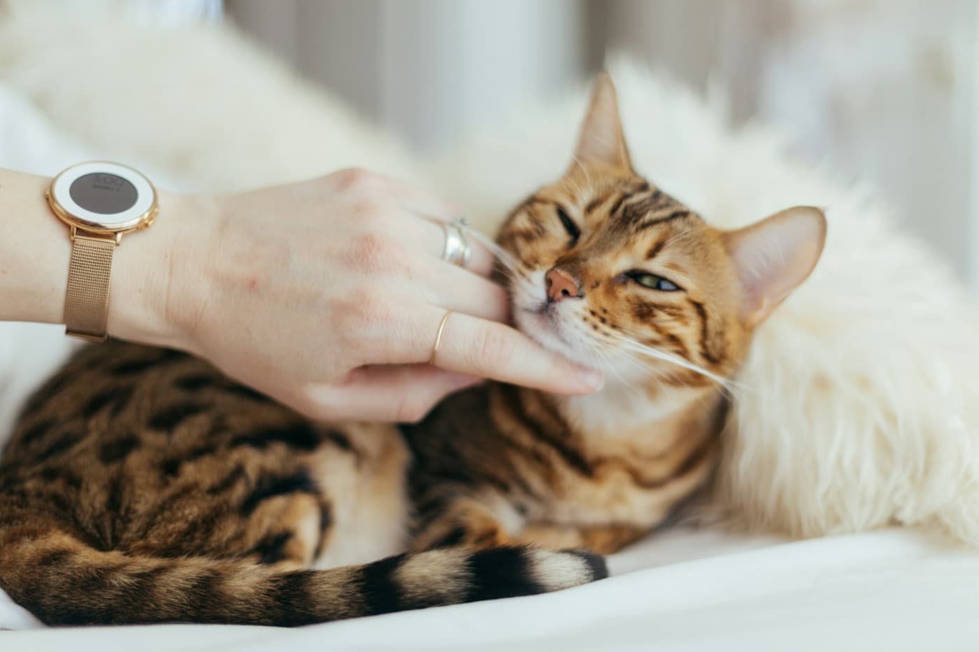 A hand gently stroking a tabby cat on soft white bedding